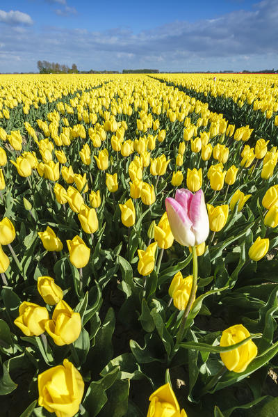 One yellow and pink tulip in a field of yellow tulips. Yersekendam, Zeeland province, Netherlands.