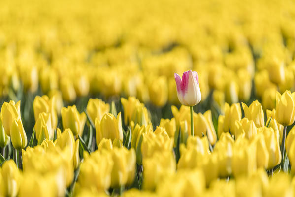 One yellow and pink tulip in a field of yellow tulips. Yersekendam, Zeeland province, Netherlands.
