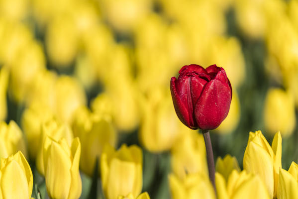 Red tulip in a field of yellow tulips. Yersekendam, Zeeland province, Netherlands.