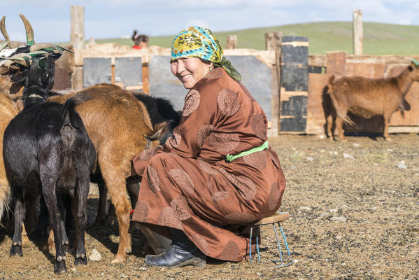 Mongolian nomadic middle-aged woman milking goats. Middle Gobi province, Mongolia.