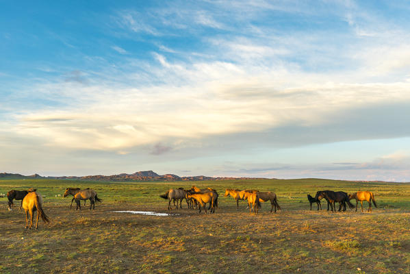 Mongolian horsess at sunset. Middle Gobi province, Mongolia.