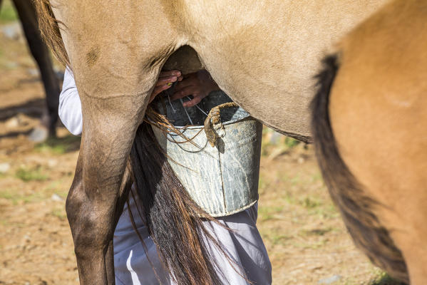Detail of Mongolian nomadic woman milking a mare. Middle Gobi province, Mongolia.