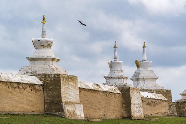 Mongolian eagle flying above Erdene Zuu monastery. Harhorin, South Hangay province, Mongolia.