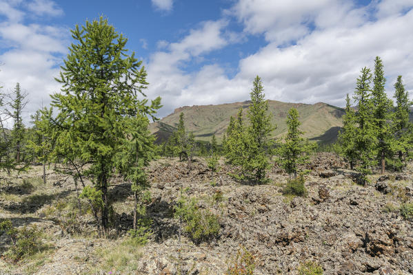 Fir trees and volcanic terrain in White Lake National Park. Tariat district, North Hangay province, Mongolia.