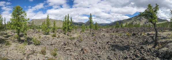 Fir trees and volcanic terrain in White Lake National Park. Tariat district, North Hangay province, Mongolia.