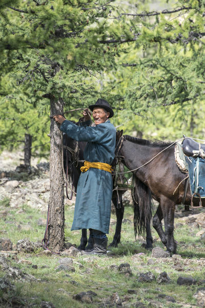 Old Mongolian man tying his horse to a fir tree. Tariat district, North Hangay province, Mongolia.