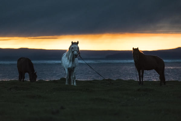 Horses grazing on the shores of Hovsgol Lake at sunset. Hovsgol province, Mongolia.