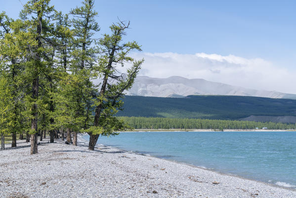 Fir trees on the pebble shores of Hovsgol Lake. Hovsgol province, Mongolia.