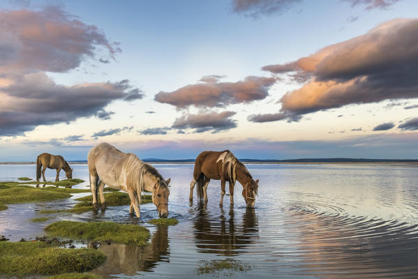 Horses grazing and drinking water from Hovsgol Lake at sunset. Hovsgol province, Mongolia.