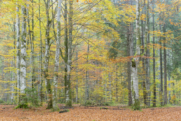Beech tree forest in atutumn. Bad Tölz-Wolfratshausen district, Bavaria, Germany.