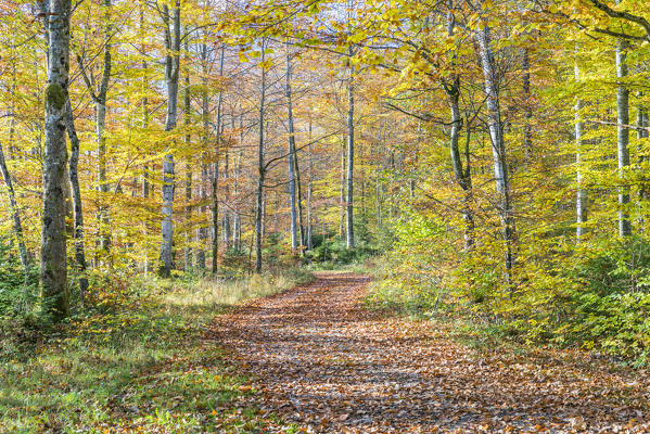 Footpath in a beech tree forest in autumn. Bad Tölz-Wolfratshausen district, Bavaria, Germany.
