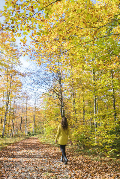 Woman walking in a beech tree forest in autumn. Bad Tölz-Wolfratshausen district, Bavaria, Germany.