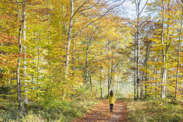 Woman walking in a beech tree forest in autumn. Bad Tölz-Wolfratshausen district, Bavaria, Germany.