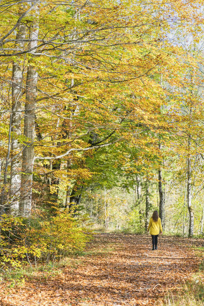 Woman walking in a beech tree forest in autumn. Bad Tölz-Wolfratshausen district, Bavaria, Germany.