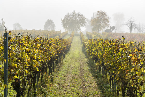 Vineyard in the mist.  Uhldingen-Mühlhofen, Baden-Württemberg, Germany.