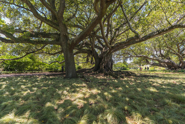 Moreton Bay Fig in Albert Park. Auckland City, Auckland region, North Island, New Zealand.