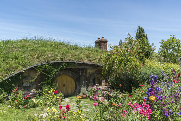Hobbit house with flowering garden. Hobbiton Movie Set, Matamata, Waikato region, North Island, New Zealand.