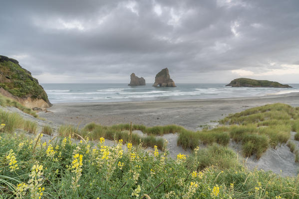 Yellow flowers and moody sky with Archway Islands in the background. Wharariki beach, Puponga, Tasman district, South Island, New Zealand.
