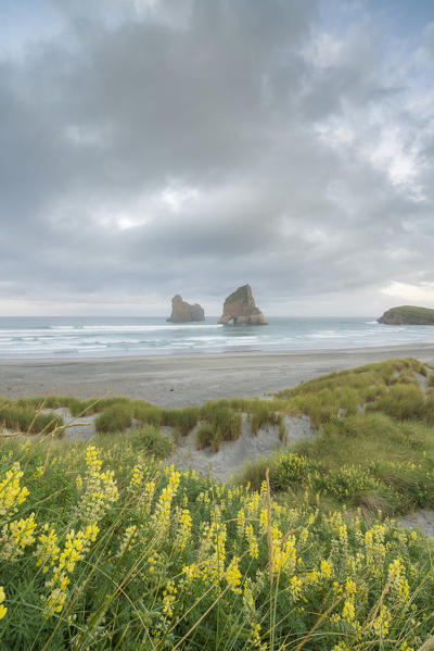 Yellow flowers and moody sky with Archway Islands in the background. Wharariki beach, Puponga, Tasman district, South Island, New Zealand.