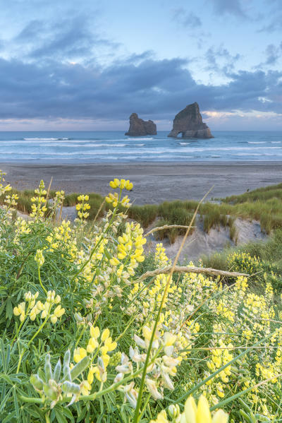Yellow flowers with Archway Islands in the background. Wharariki beach, Puponga, Tasman district, South Island, New Zealand.