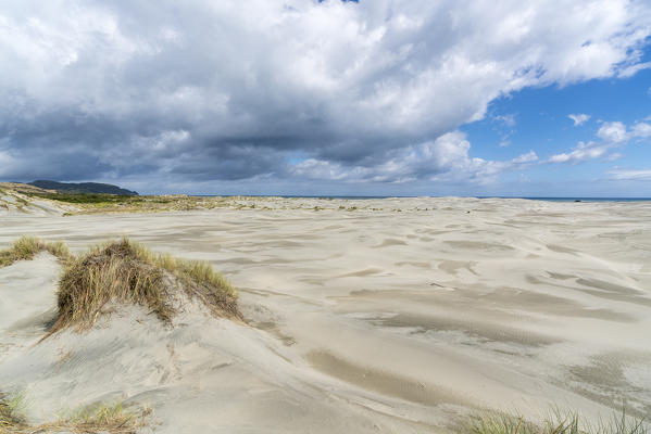 Sand dunes of Farewell Spit Nature Reserve. Puponga, Tasman district, South Island, New Zealand.