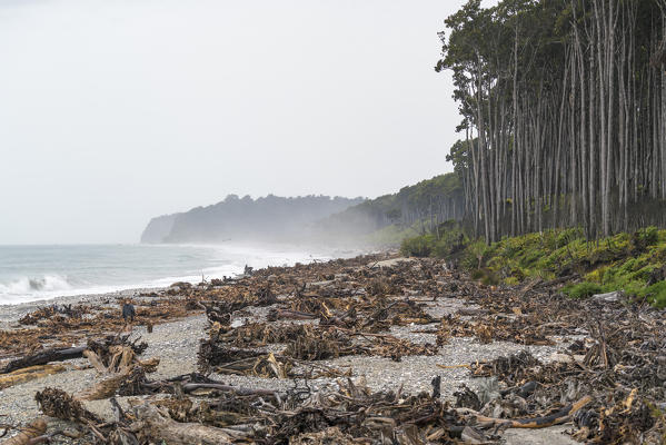Tree stumps on the beach and Rimu trees. Bruce Bay, West Coast region, South Island, New Zealand.