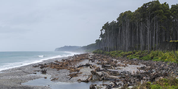 Tree stumps on the beach and Rimu trees. Bruce Bay, West Coast region, South Island, New Zealand.