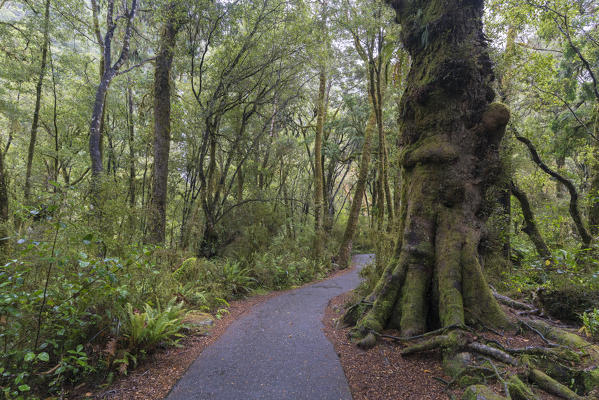 Thunder Creek Falls Walk in the forest. Mount Aspiring National Park, West Coast region, South Island, New Zealand.