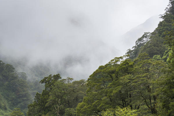 Rainforest and clouds. Mount Aspiring National Park, West Coast region, South Island, New Zealand.