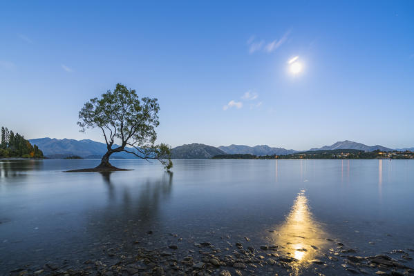 The lone tree in Lake Wanaka under the moonlight at dusk. Wanaka, Queenstown Lakes district, Otago region, South Island, New Zealand.