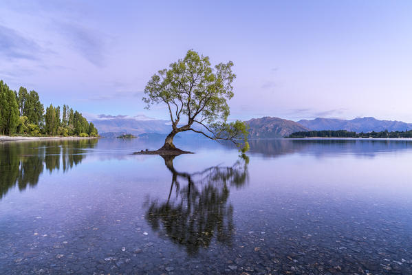 The lone tree in Lake Wanaka at dawn. Wanaka, Queenstown Lakes district, Otago region, South Island, New Zealand.