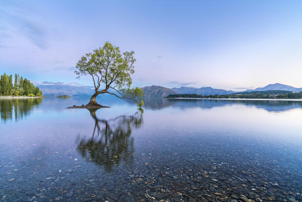 The lone tree in Lake Wanaka at dawn. Wanaka, Queenstown Lakes district, Otago region, South Island, New Zealand.