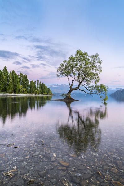 The lone tree in Lake Wanaka at dawn. Wanaka, Queenstown Lakes district, Otago region, South Island, New Zealand.