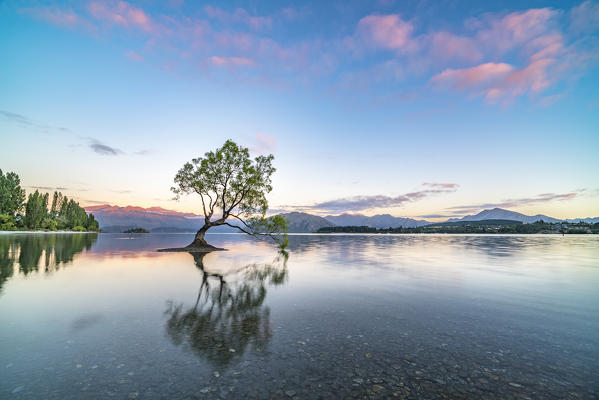 The lone tree in Lake Wanaka at dawn. Wanaka, Queenstown Lakes district, Otago region, South Island, New Zealand.