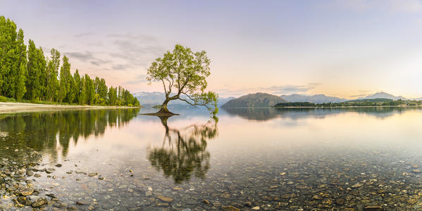 The lone tree in Lake Wanaka at dawn. Wanaka, Queenstown Lakes district, Otago region, South Island, New Zealand.