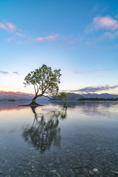 The lone tree in Lake Wanaka at dawn. Wanaka, Queenstown Lakes district, Otago region, South Island, New Zealand.