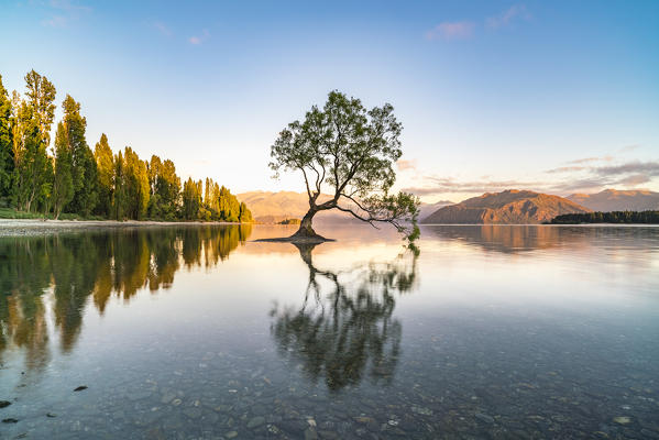 The lone tree in Lake Wanaka in the morning light. Wanaka, Queenstown Lakes district, Otago region, South Island, New Zealand.