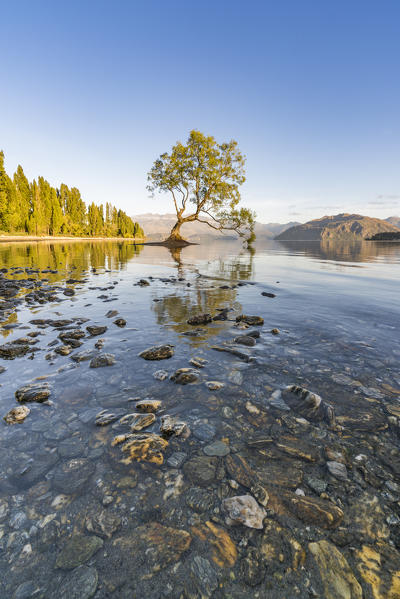 The lone tree in Lake Wanaka in the morning light. Wanaka, Queenstown Lakes district, Otago region, South Island, New Zealand.