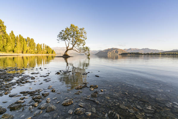 The lone tree in Lake Wanaka in the morning light. Wanaka, Queenstown Lakes district, Otago region, South Island, New Zealand.