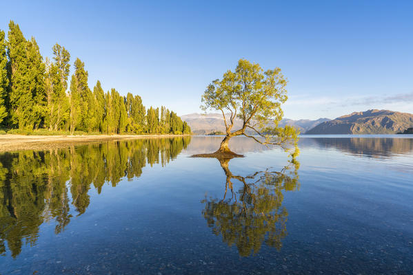 The lone tree in Lake Wanaka in the morning light. Wanaka, Queenstown Lakes district, Otago region, South Island, New Zealand.