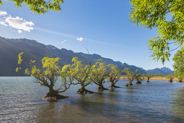 Willow trees in the waters of Lake Wakatipu. Glenorchy, Queenstown Lakes district, Otago region, South Island, New Zealand.