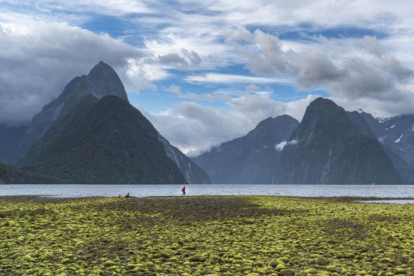 Green seaweed on the shore with low tide and man walking on it. Milford Sound, Fiordland NP, Southland district, Southland region, South Island, New Zealand.