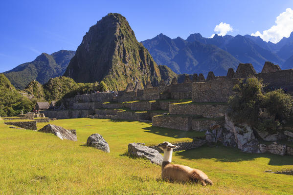 Llama at Machu Picchu archeological site in Cuzco Cuzco province, Peru, South America