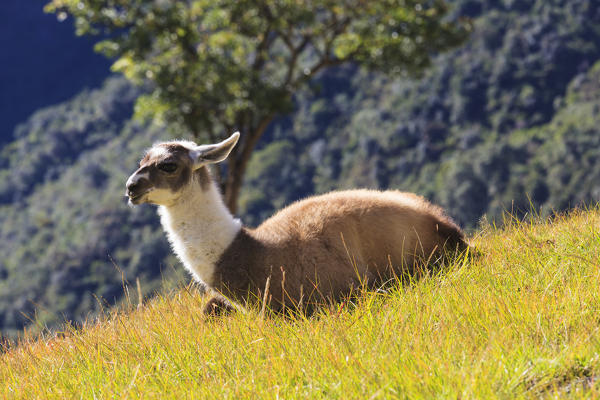 Llama at Machu Picchu archeological site in Cuzco Cuzco province, Peru, South America