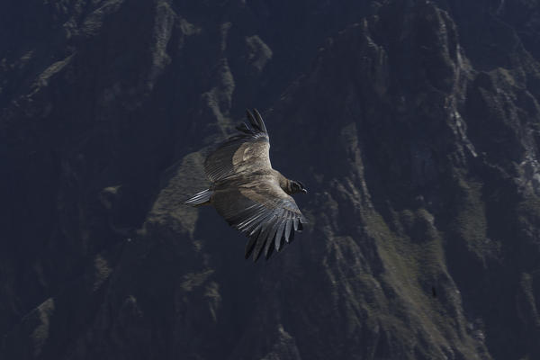 Andean Condor in Colca Canyon, Arequipa, Peru, South America