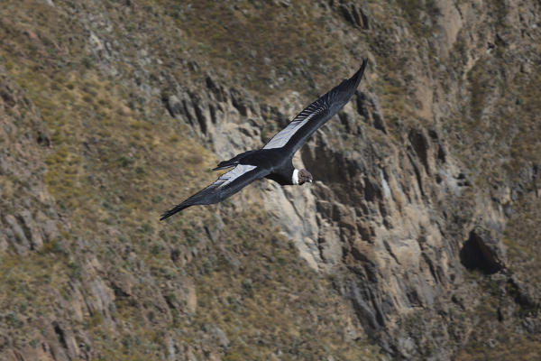 Andean Condor in Colca Canyon, Arequipa, Peru, South America