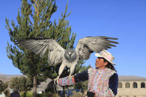Woman holding Tame Hawk in Yanque, Colca Canyon, Arequipa, Peru, South America