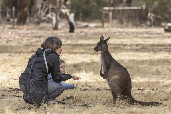 Wildlife Park, Kangaroo Island, South Australia, Australia