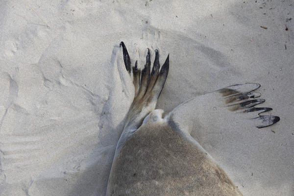 Seal Bay Conservation Park, Seal Bay, Kangaroo Island, South Australia, Australia