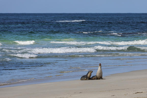 Seal Bay Conservation Park, Seal Bay, Kangaroo Island, South Australia, Australia